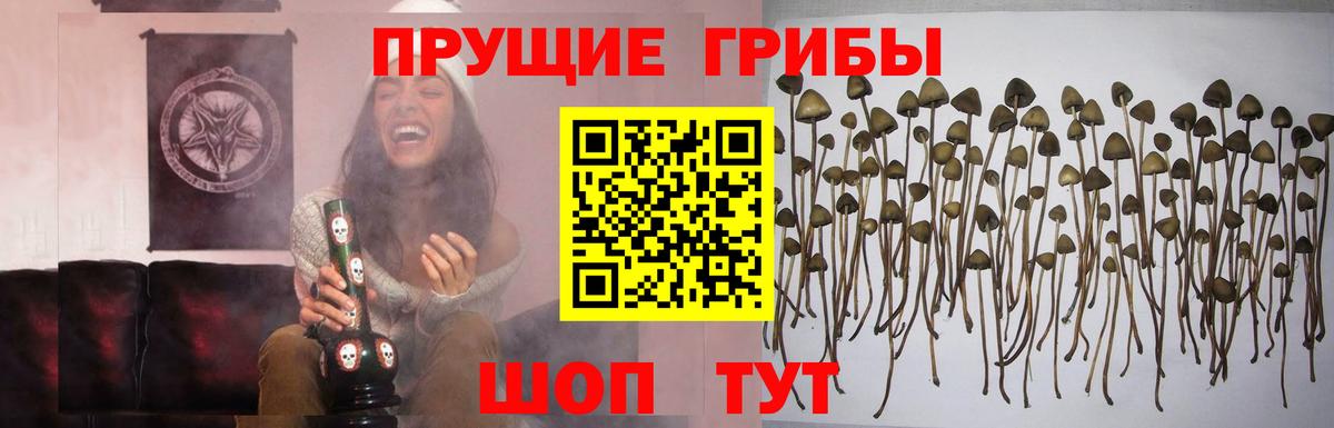 Псилоцибиновые грибы Cubensis  Вход с VPN  Орехово-Зуево 